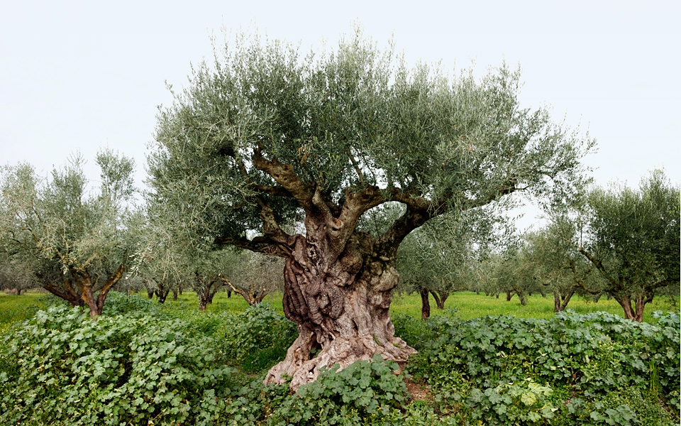greece_blog_olives_harvest