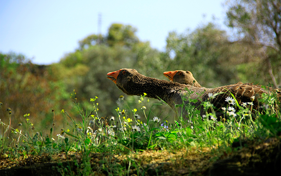 Geese on Kea. Credit: Personality Journeys