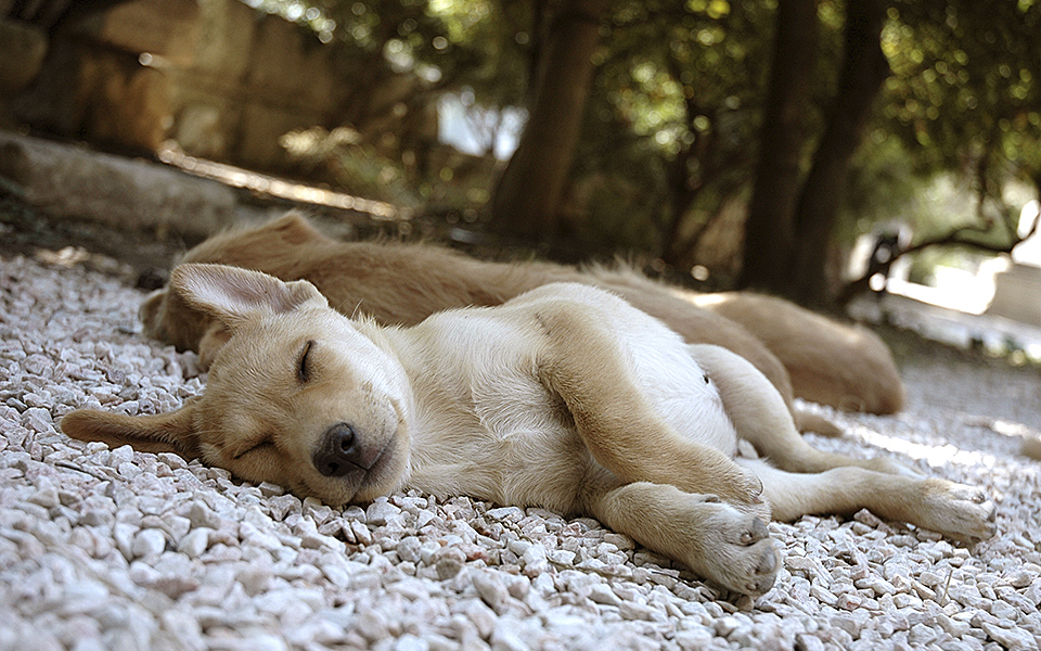 shutterstock_38084872_SLEEPINGPUPPY