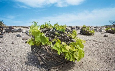 Decanter Showcases Greek Wines in Feature