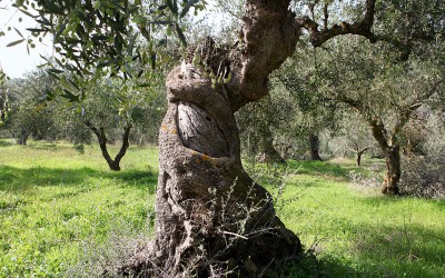 The Divine Olives of the Ancient Greeks