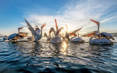 Fishermen Get up Close and Personal with Lake Kerkini’s Pelicans