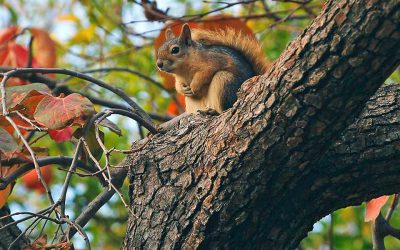 The Urban Wildlife of Athens