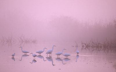Andrea Bonetti:<br/>A Chameleon with a Camera