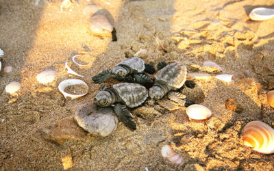 Zakynthos Welcomes Sea Turtle Hatchlings
