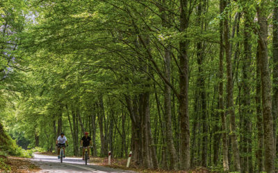 Holomontas: Into the Woods