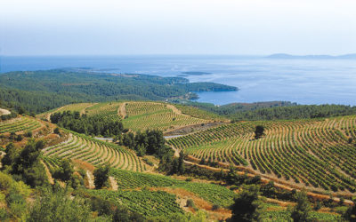 A Dionysian Weekend in Halkidiki