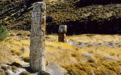 Rare, Intact 20-Million-Year-Old Petrified Tree Found on Lesvos