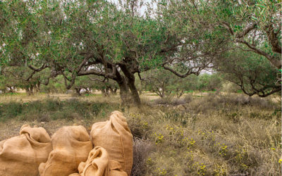The Captain’s Olive Grove