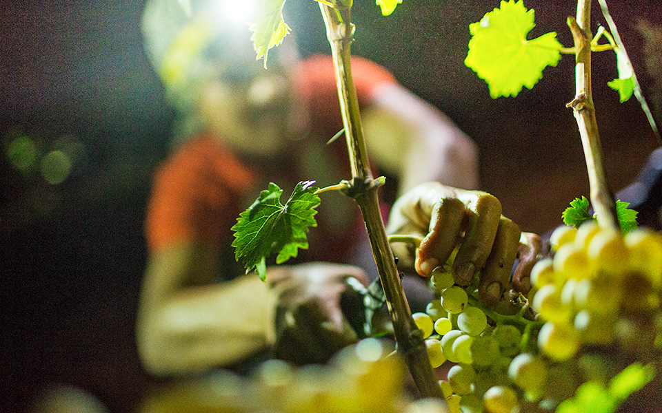 Harvest