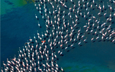 A Birdwatchers’ Dream in Northern Greece