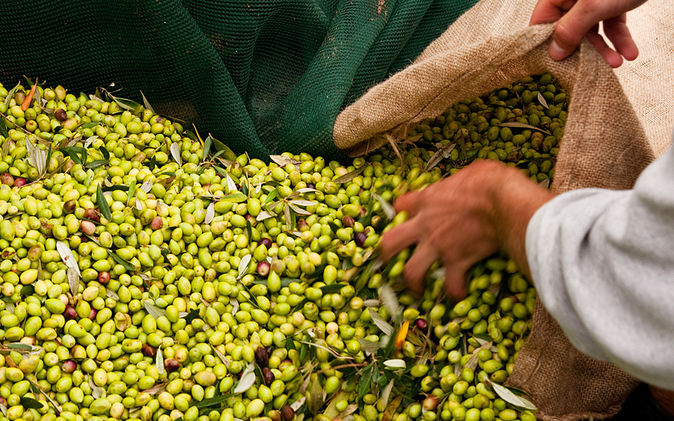 greece_blog_olives_harvest