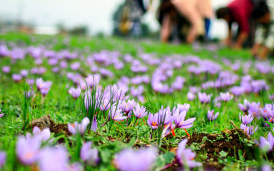 Saffron, Greece’s Purple Gold