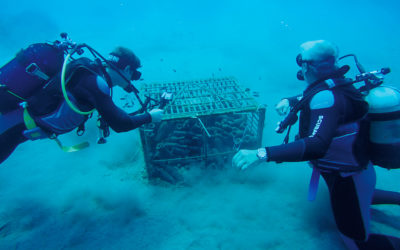 A Cellar Under the Sea of Santorini