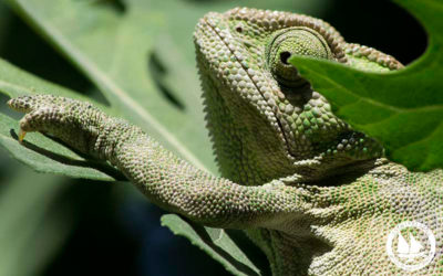 Chameleons and Golden Jackals: The Elusive Wildlife of Samos