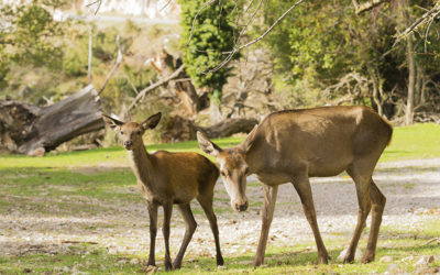 10 Years After Devastating Fire, Mount Parnitha on Road of Recovery
