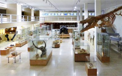 Athens University Opening Its Museums to the Public