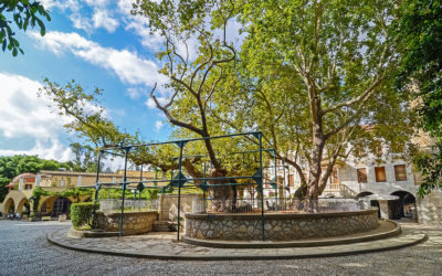 Japanese Businessman to Rescue Tree of Hippocrates on Kos