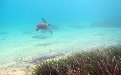 Environment: Natura Network Expanded to Include 22% of Greek Seas