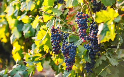 The New York Times Samples Greek Wines