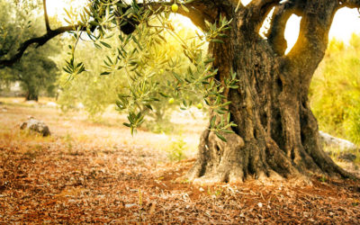 Oracle’s Oil: New Plan to Boost Delphi’s Olive Game