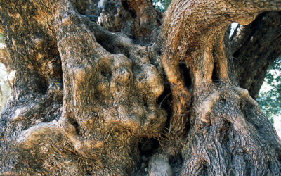 Cretan Olive Oil Gets PGI Designation