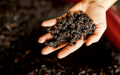 Local Specialties: The Gastronomic Delights of the Ionian Islands