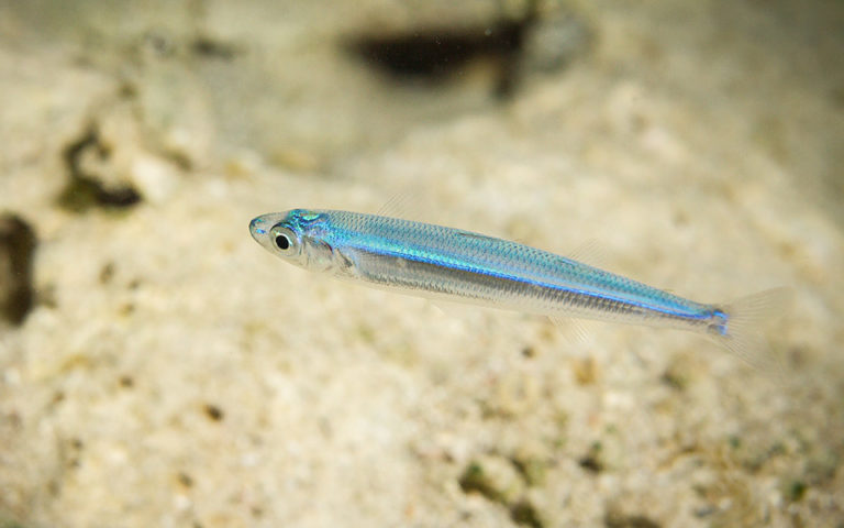 atherinashutterstock_508133446 Greece Is