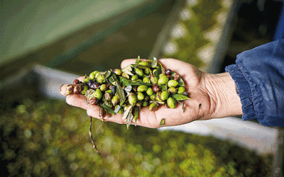 Why the Greek Diet is One of the Healthiest in the World