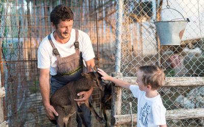 A Growing Trend: the Agritourism Destinations of Greece