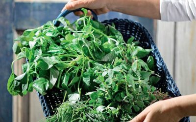 Horta Culture: Collecting and Eating Wild Greens Greek Style