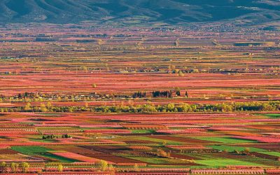 The Budding Peach Blossom Festival of Veria
