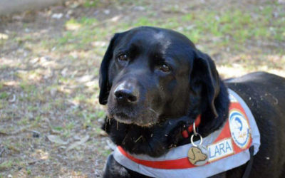 Lara, Greece’s First Seeing Eye Dog, Passes Away at Age 16