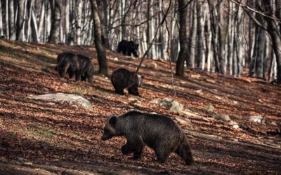 Five Bears Released Back Into the Wild by Arcturos