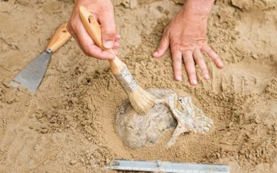 Greek Find Called Earliest Sign of Humans out of Africa