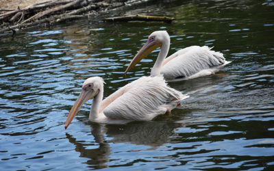 Stranded Rosy Pelicans Transferred by Plane from Cyprus to Lake Kerkini