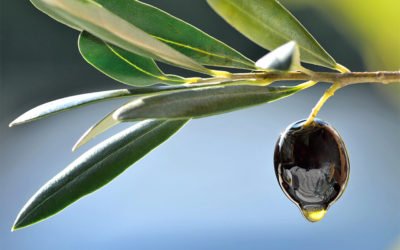 Why Eating More Olive Oil Can Help Fight Climate Change