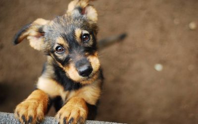 Greek NGO to Help Stray Dogs and Cats Impacted by Lockdown
