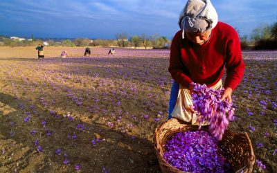 Vignette: The Vibrant World of Kozani Saffron