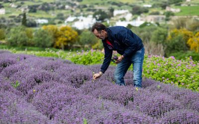 ‘The Bees are Still Busy’: In Rural Greece, Nature Carries on Unperturbed