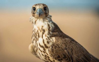 Female Falcon Makes Trip Back to Greece from Madagascar