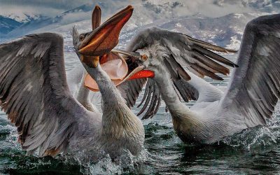 Crazy Weather Upsets Prespes Pelicans’ Nesting Habits