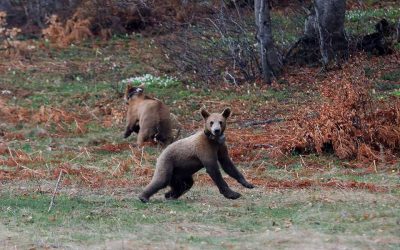 Orphan Bears Released Into the Greek Wild After Survival Training