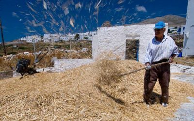 This is How Fava (Yellow Split Pea) Is Produced on Amorgos