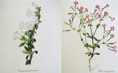 Greece in Wildflowers: Around the Country in Rare Summer Blooms