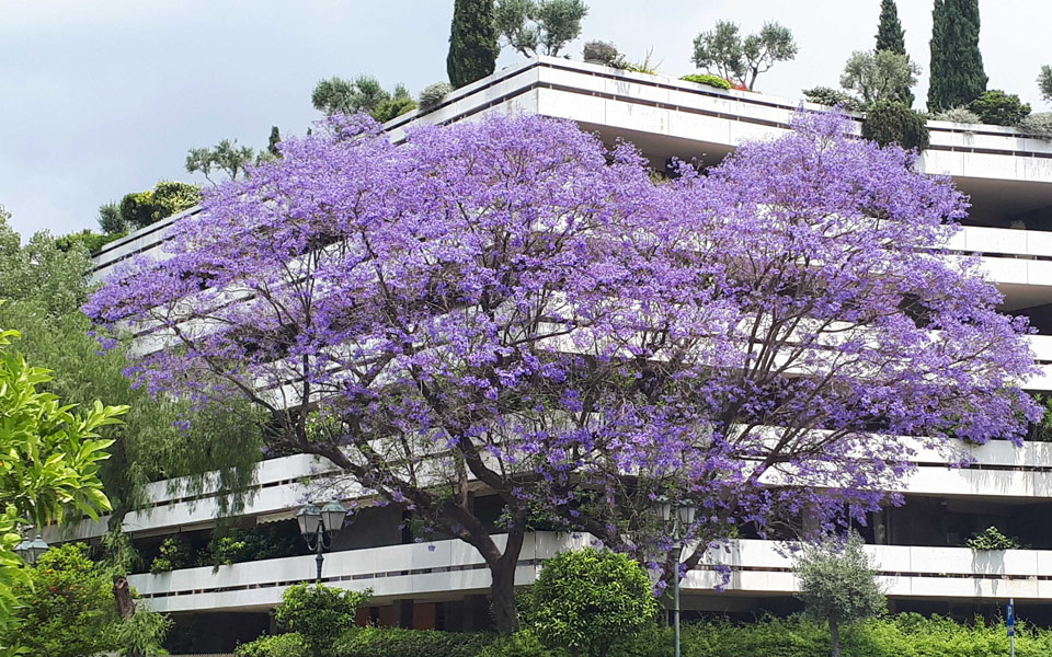 Rediscovering The Jacaranda Trees Of Athens Greece Is