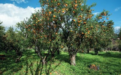 Citrus Fruits: A Short History of the Many Golden Apples of Greece