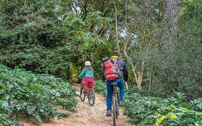 Exploring Halandri Creek: A Lush Green Oasis