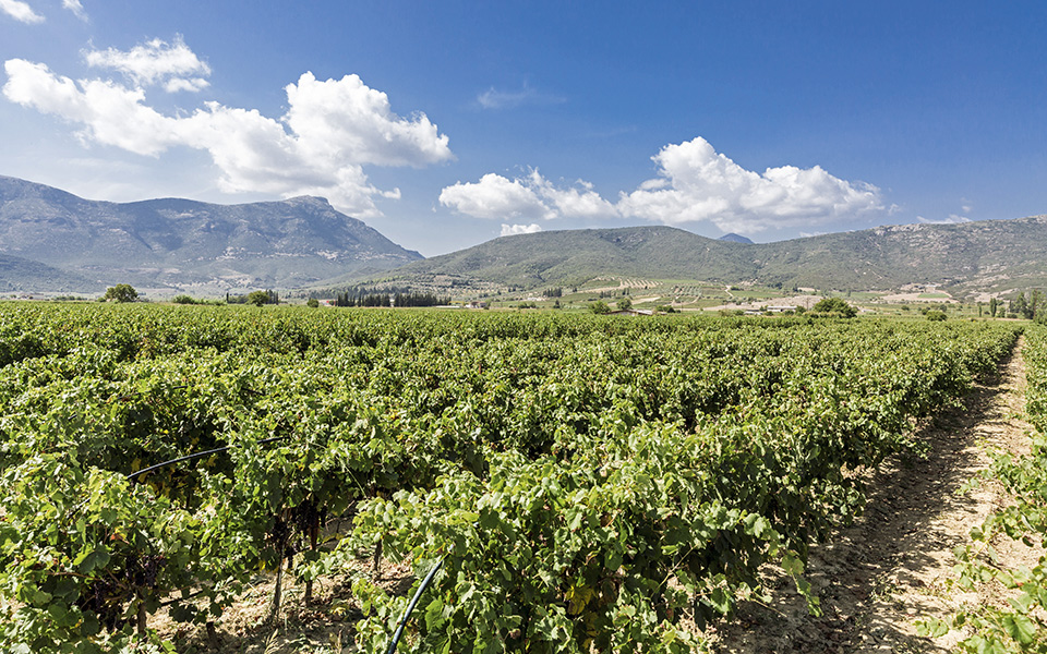 wine tours peloponnese