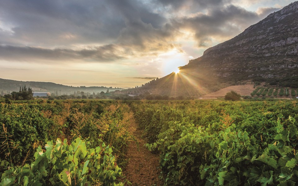 wine tours peloponnese